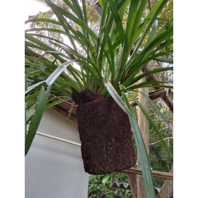 Jual pot bahan pohon pakis untuk tanam anggrek | Shopee Indonesia