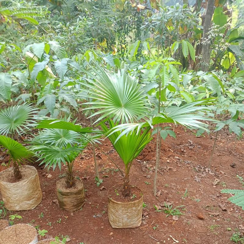 Jual Tanaman hias Palem Sadeng | Shopee Indonesia
