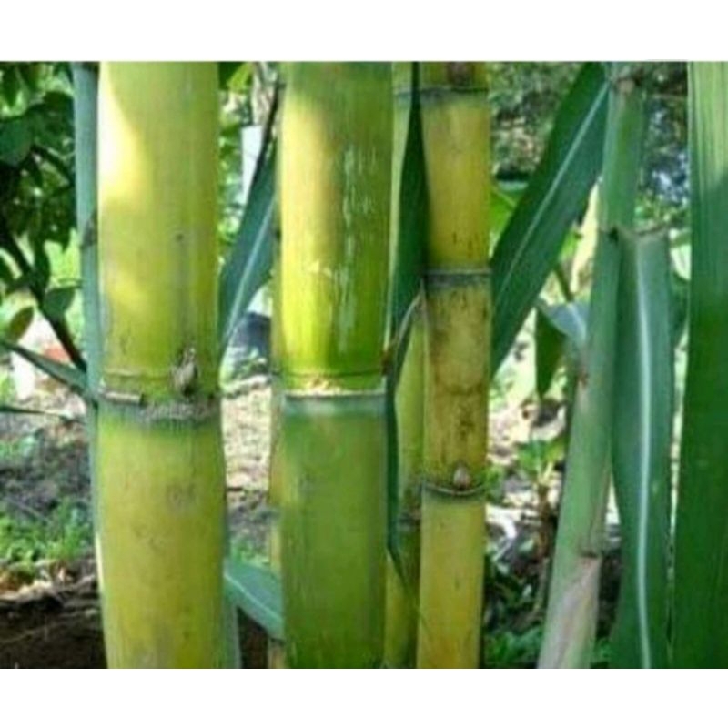 Jual pohon tebu 1000 grm | Shopee Indonesia