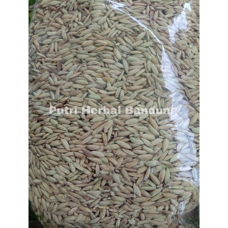Jual Benih padi beras merah (Jenis cupat manggu) per 1 kg | Shopee ...