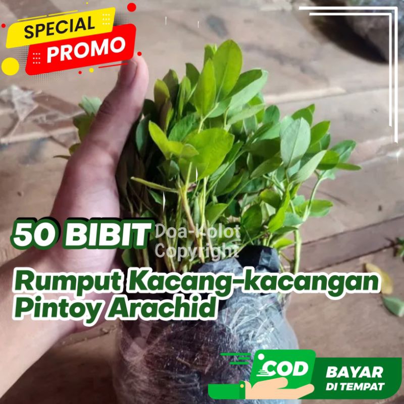Jual Bibit Tanaman Landep 50 Batang Kacang-kacangan Pintoi Arachid ...