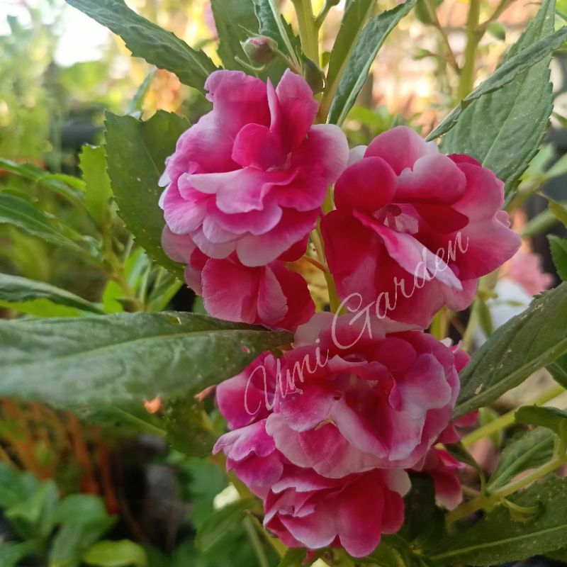 Jual 50 Biji Benih Bunga Pacar Air Magenta Gradasi Pink Tumpuk ...