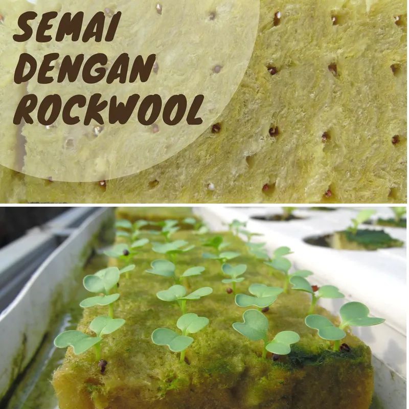 Rocwool Hidroponik Isi 50 kota siap Pakai BONUS BENIH