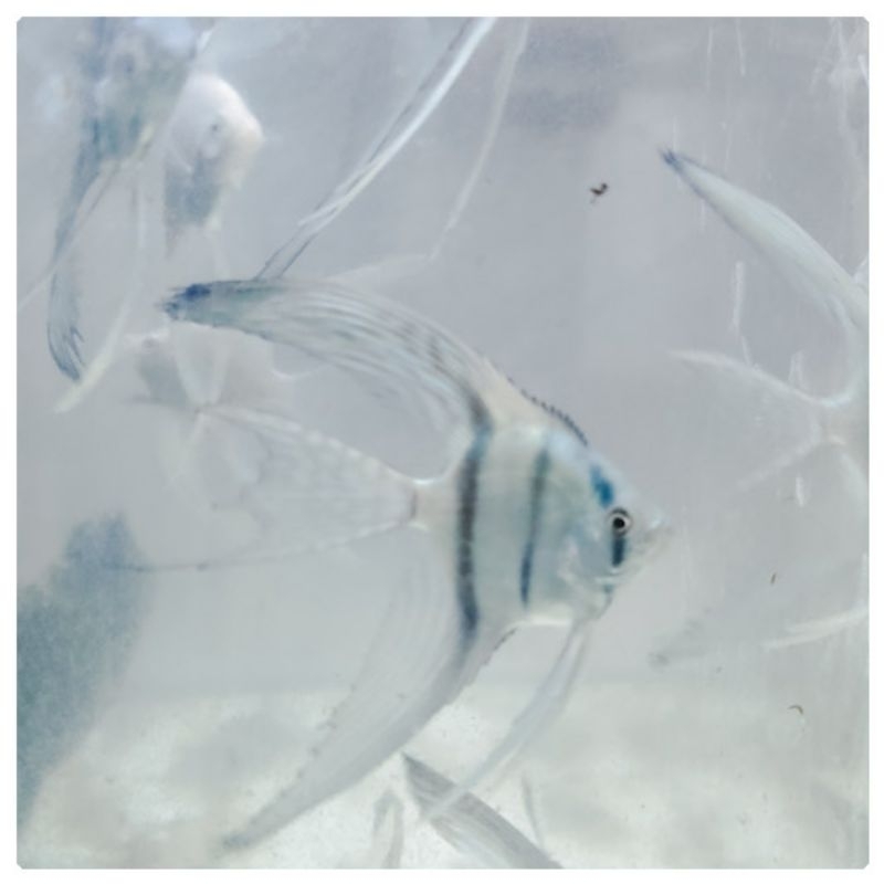 Jual Ikan Manfish Blue Pinoy Slayer | Shopee Indonesia