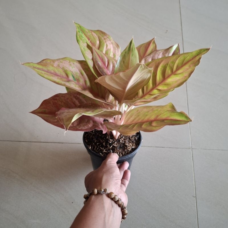 Jual aglonema LOD light of diamond | Shopee Indonesia