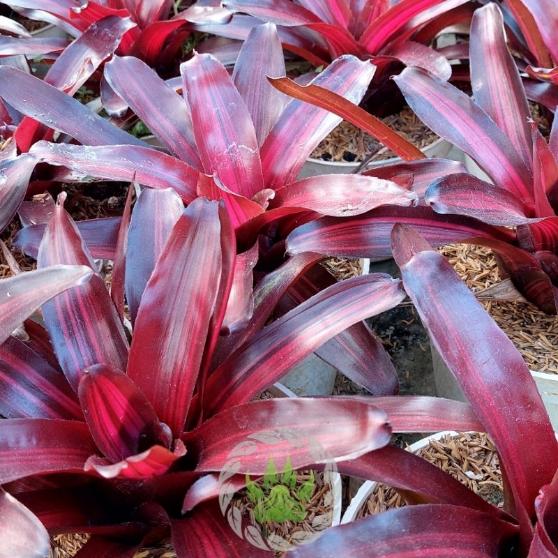 Jual BROMELIA RED/BROMELIA YINGYANG RED/BROMELIA MERAH | Shopee Indonesia