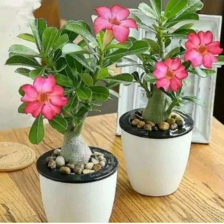 Jual Adenium Pink Rose (kamboja) | Shopee Indonesia