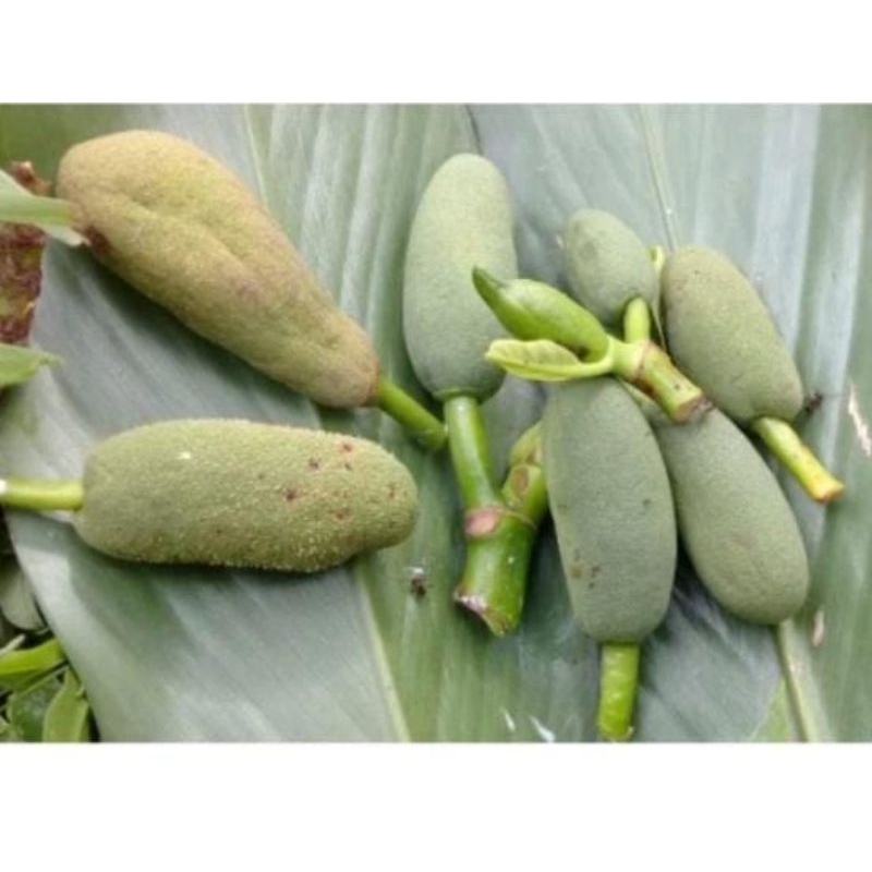 Jual buah babal/tongtolang segar 250 gram | Shopee Indonesia