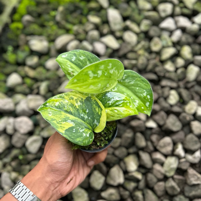 Jual Scindapsus Sentarum Variegata Real Pict | Shopee Indonesia