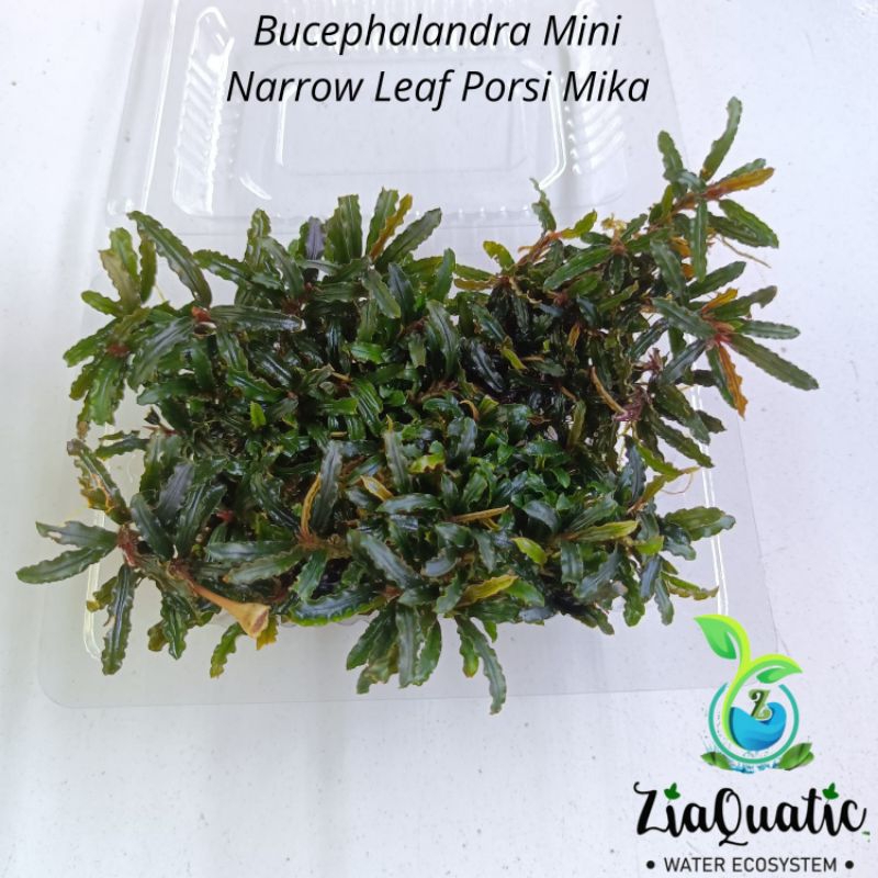 Bucephalandra sp.Varigata narrow type PV（Bucephalandra Aquascape 
