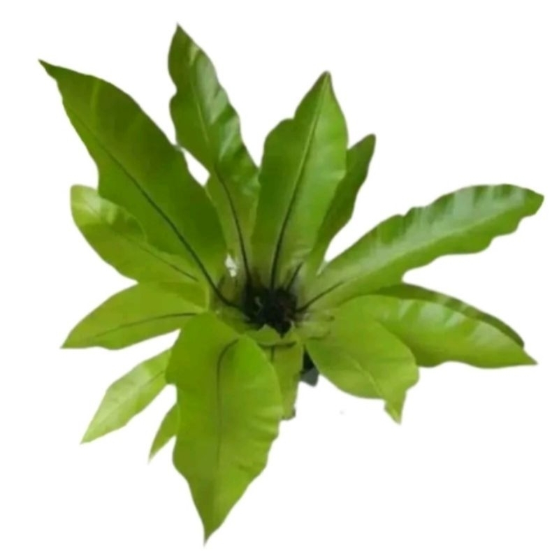 Jual kadaka mini tanaman hias | Shopee Indonesia