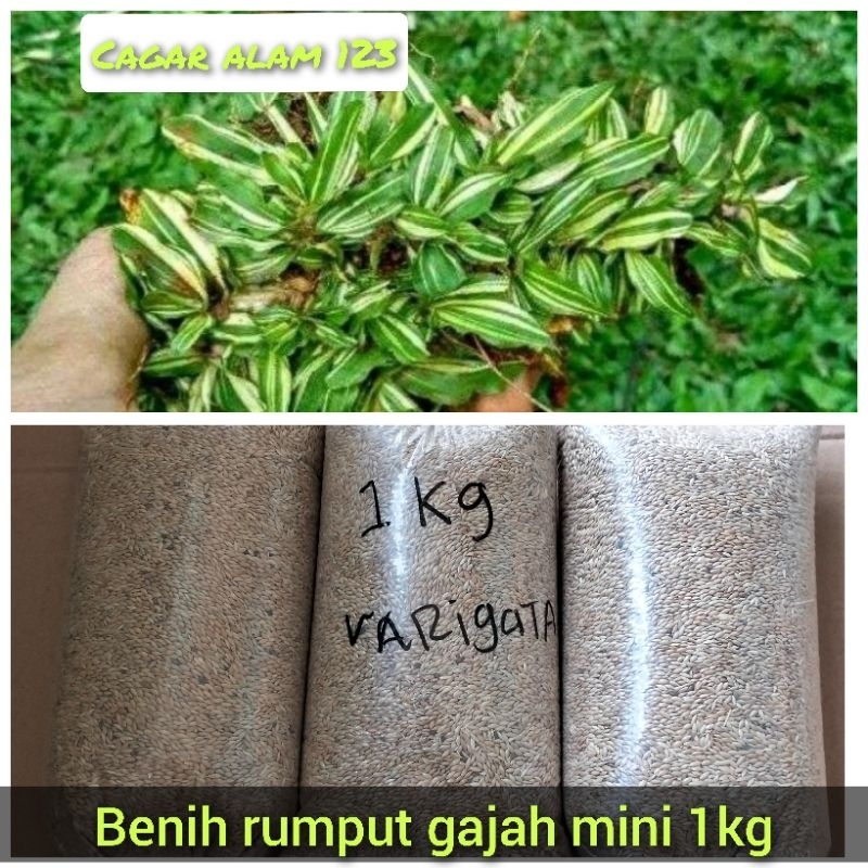 Jual Peromo Benih Rumput Gajah Mini Shopee Indonesia