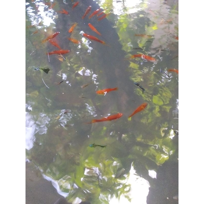Jual Ikan Merah Ekor Pedang | Shopee Indonesia
