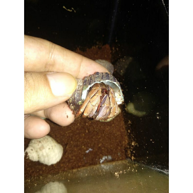 Jual hermit crab size ML Shopee Indonesia