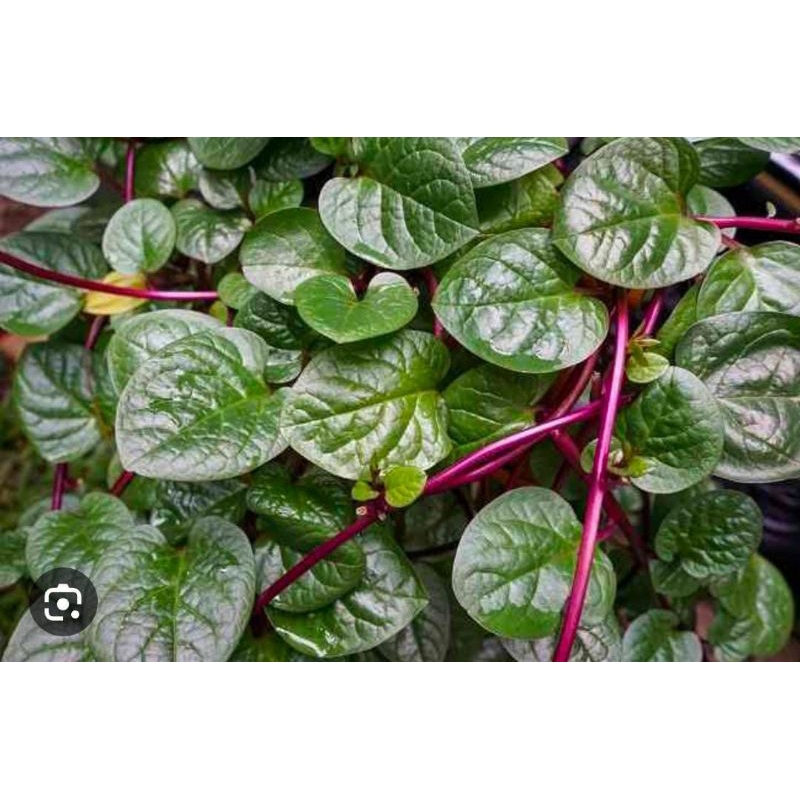 Jual Daun Binahong Segar Baru Petik Gram Fresh Shopee Indonesia