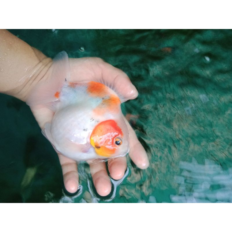 Jual ikan maskoki Oranda sort tail sepasang | Shopee Indonesia