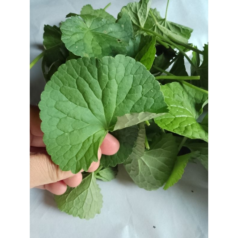 Jual Daun Pegagan Segar Per Lembar Daun Pegagan Shopee Indonesia