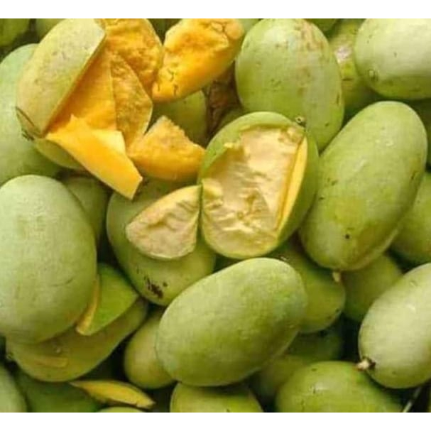 Jual 1 KG MANGGA MUDA CENGKIR MANGGA MENGKAL FRESH ASLIINDRAMAYU ...
