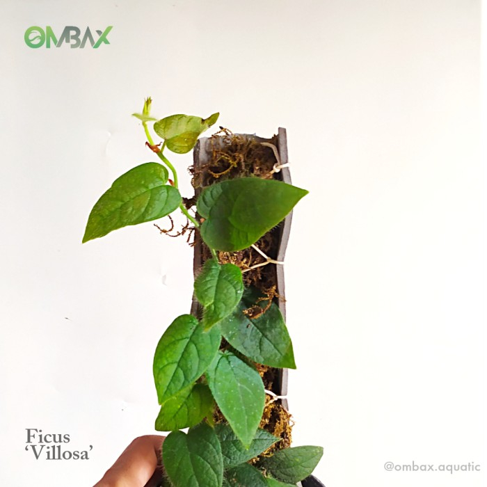 Jual Ficus 'Villosa' - Tanaman Terrarium / vivarium / Rambat | Shopee ...
