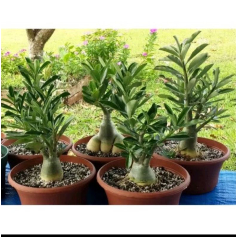 Jual PROMO 10.10!!TANAMAN HIAS ADENIUM KAMBOJA JEPANG ROSE MAROON ...