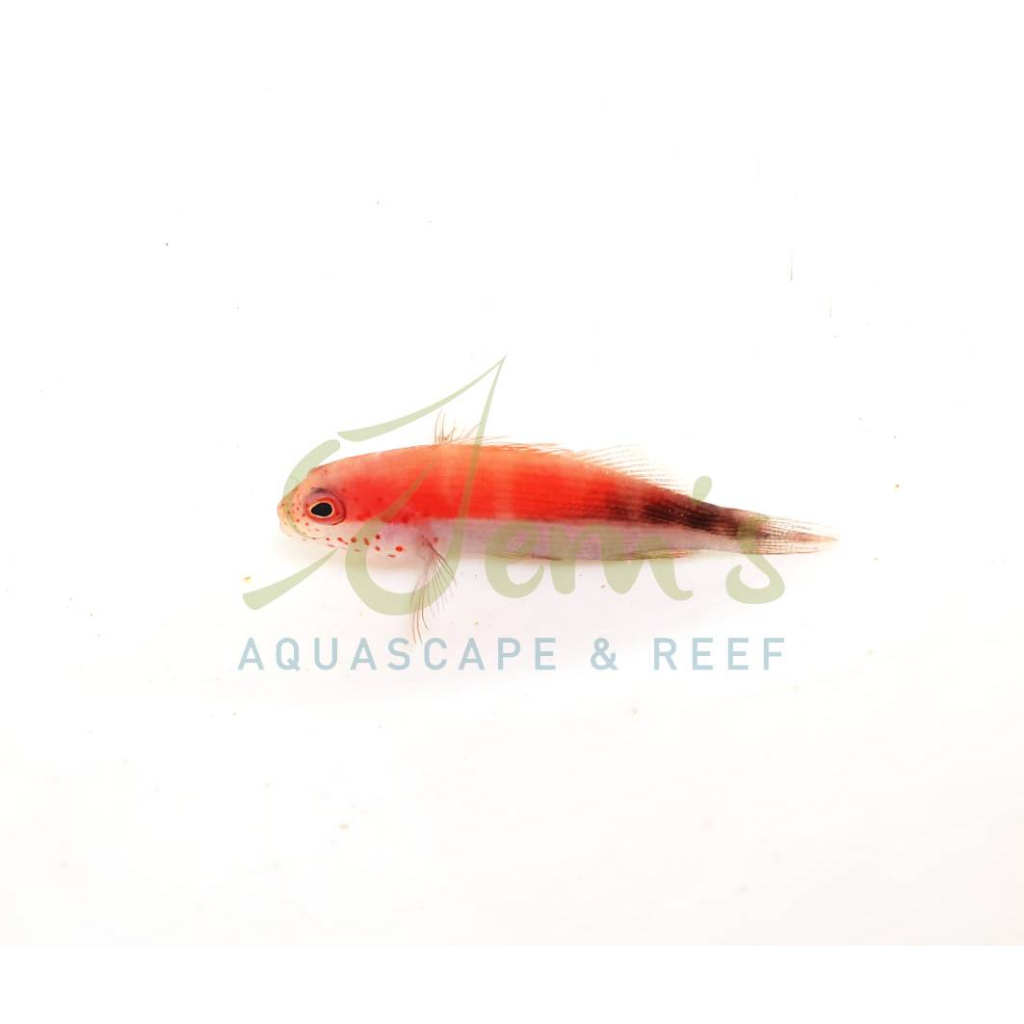 Jual Ikan Air Laut Kerapu Oren Sp. (Orange Freckled Hawkfish) | Shopee ...