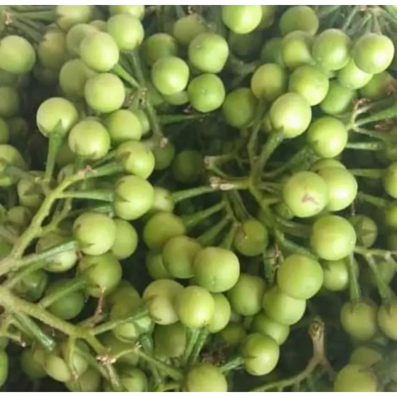 Jual Rimbang Tekokak Segar 200gr | Shopee Indonesia