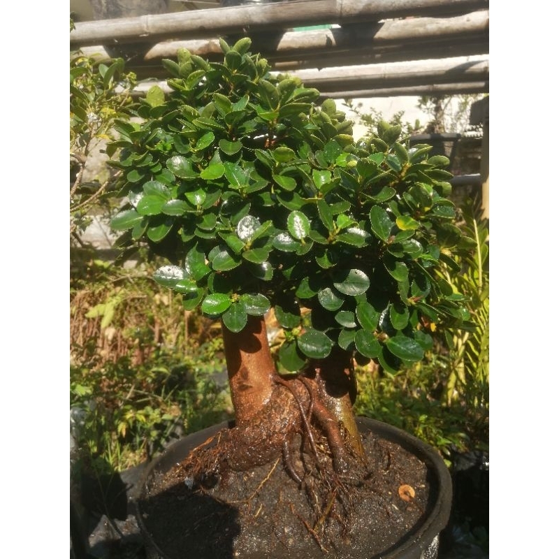 Jual bonsai beringin dolar micro mangkok korea sesuai pic Shopee