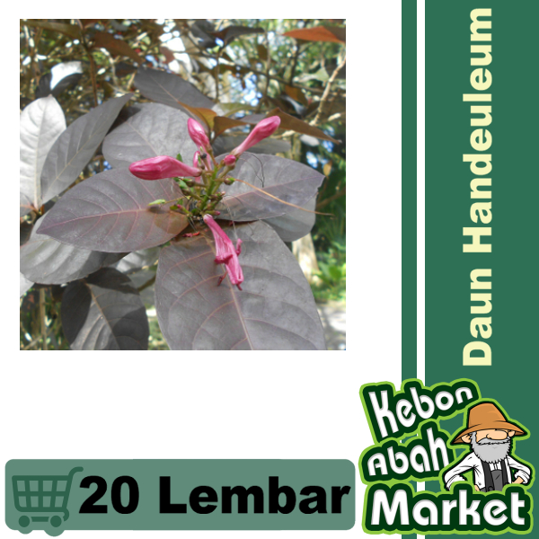 Jual Daun Handeleum Wungu Ungu 20 Lembar Obat Herbal Wasir Shopee