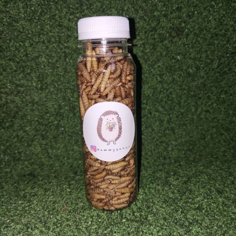 Jual Maggot Oven Makanan Landak Mini | Shopee Indonesia