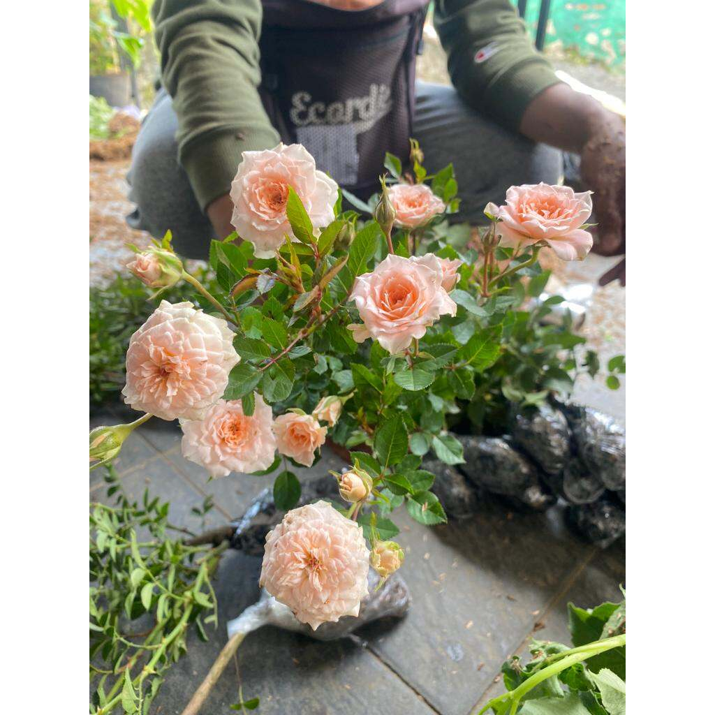 Jual Bunga Mawar Import LOVELY ROKOKO Berbunga Wangi & Bergaransi ...