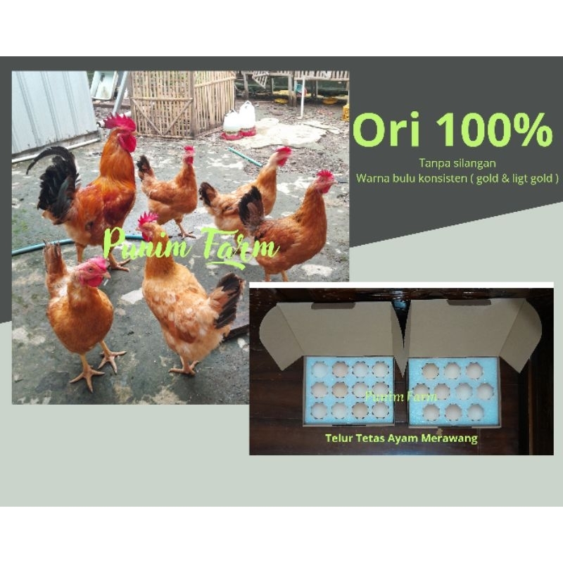 Jual Telur Tetas Ayam Merawang Ori 100 Trah El Kudo Shopee Indonesia 8009