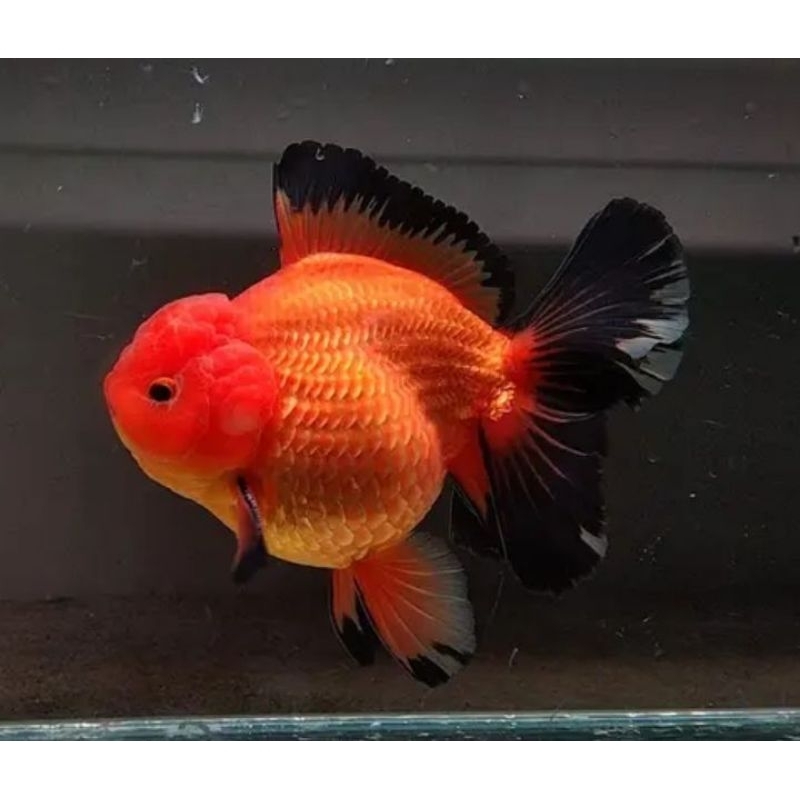 Jual ikan hias maskoki oranda black gold | Shopee Indonesia