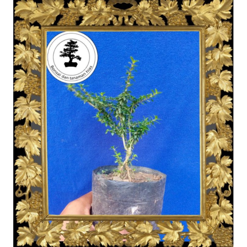 Bahan Bonsai Seribu Bintang Mikro Original