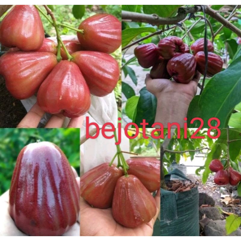 Jual Bibit jambu air dalhari ukuran 1 meter up batang besar | Shopee ...