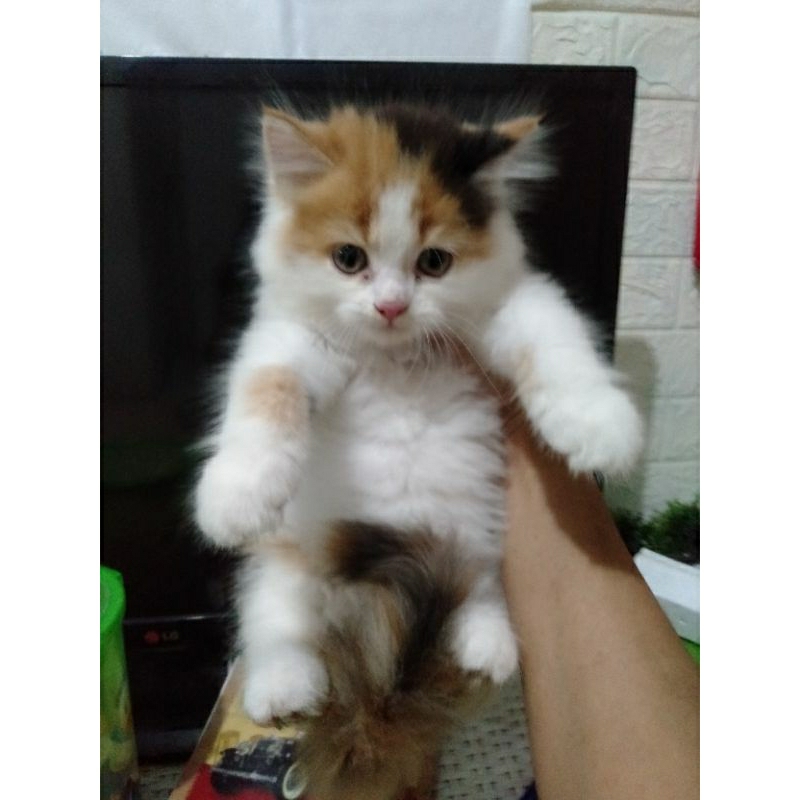 Jual Anak kucing anggora/kitten Persia flatnose/kitten Calico/kucing