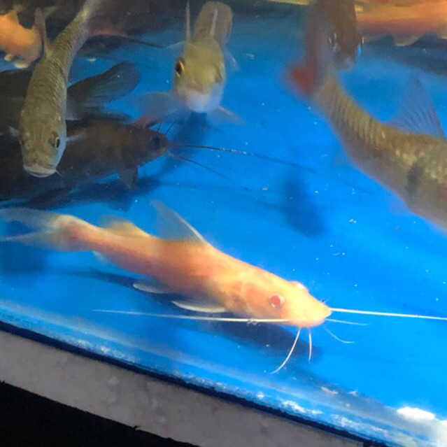 Jual Hiasan Akuarium Baung Albino Catfish Hemibagrus Albino Asli