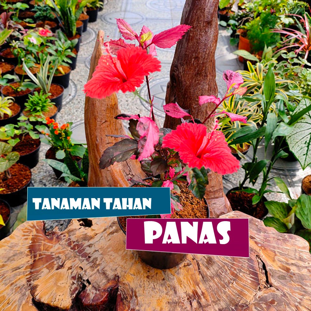 Jual Tanaman Hias Kembang Sepatu Hibiscus Rosa Sinensis Cooperii