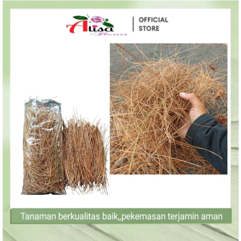 Jual Daun Pinus Kering 250g Shopee Indonesia