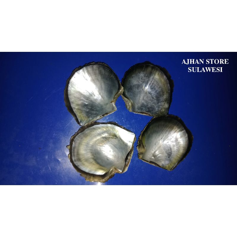 Jual Cangkang Kerang Mutiara Jenis Japing | Shopee Indonesia