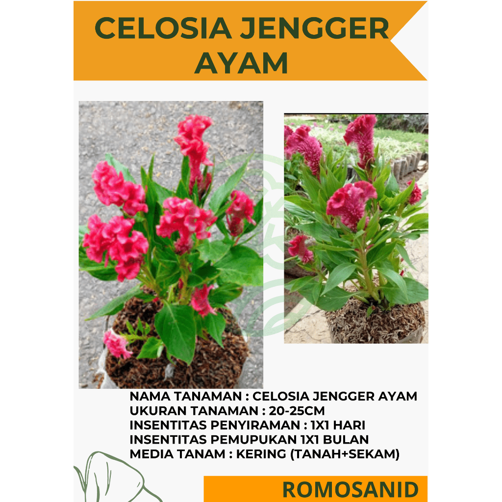 Jual Celosia jengger ayam merah - tanaman celosia cristata red murah ...