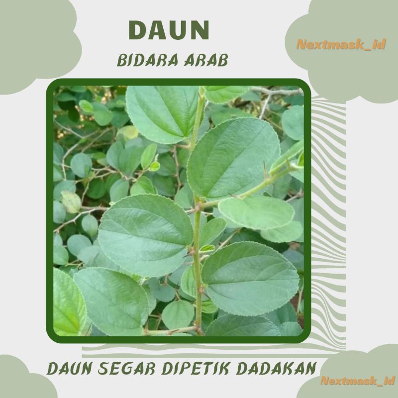 Jual Daun Bidara Arab [Sidr] Segar Untuk Obat Herbal / Dipetik Dadakan ...