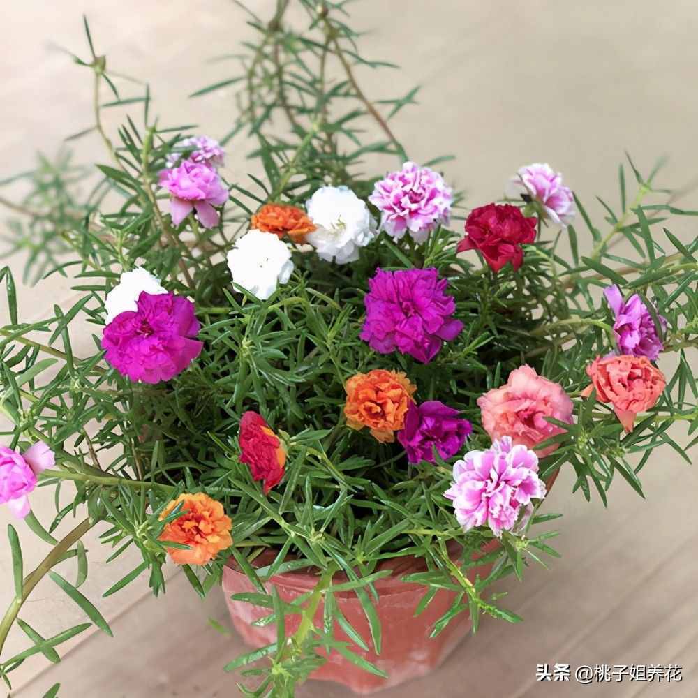 Tanaman hias Sutra Bombay bunga tumpuk, mossrose