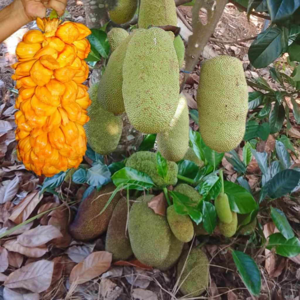 Jual BIBIT TANAMAN NANGKA OKULASI 60 CM | Shopee Indonesia