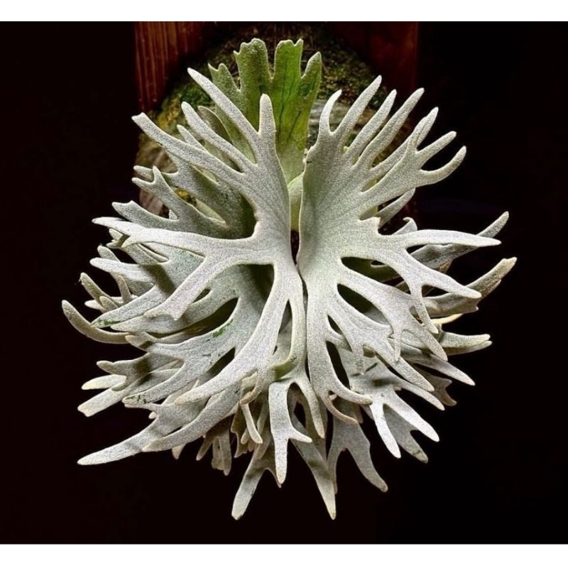 P. willinckii 'Bacteria' spore 4（ビカクシダ バクテリア P