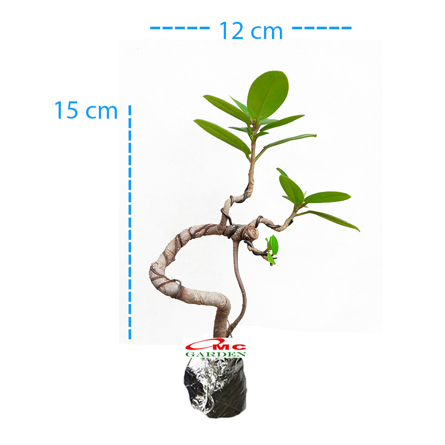 Jual Bonsai Bonsae Mame Beringin Korea Mini Dolar Tanaman Hias Pohon B