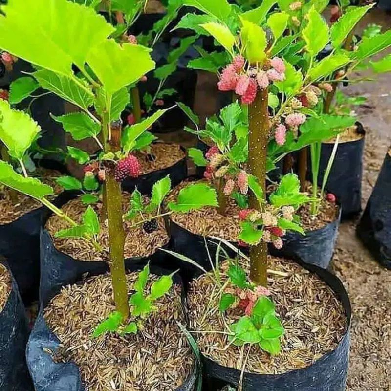 Asli! Bibit murbei buah jumbo manis berbuah bonus pupuk(beli 2 gratis 1)