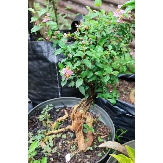Jual sakura mikro real pict | Shopee Indonesia