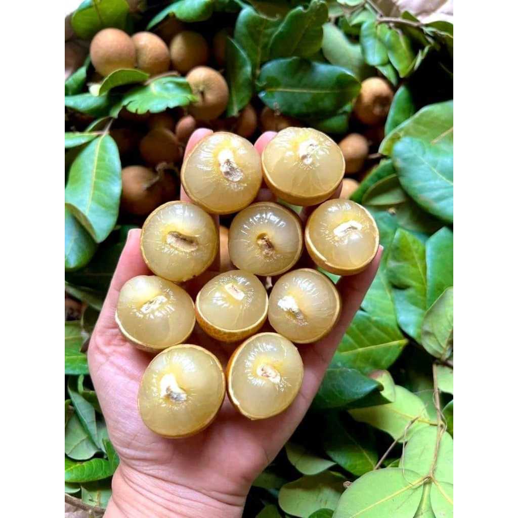 Jual Bubur Ayam Kuah Kuning Terlengkap & Harga Terbaru Mei 2026 ...