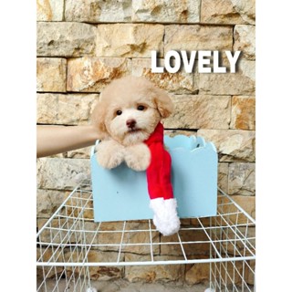 Harga teacup clearance poodle