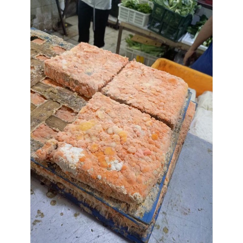Jual Oncom merah 1pcs fresh | Shopee Indonesia